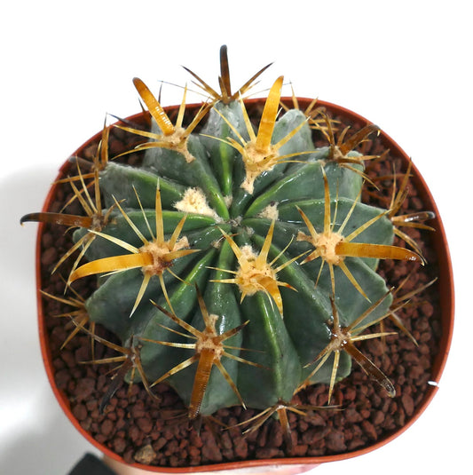 Ferocactus latispinus var. flavispinus sukkulent kaktus med tykke grønne ribber og fremtredende gule torner