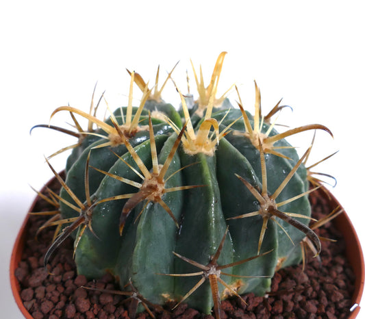 Ferocactus latispinus var. flavispinus saftig kaktus med sterke gulaktige pigger og ribbet grønn kropp