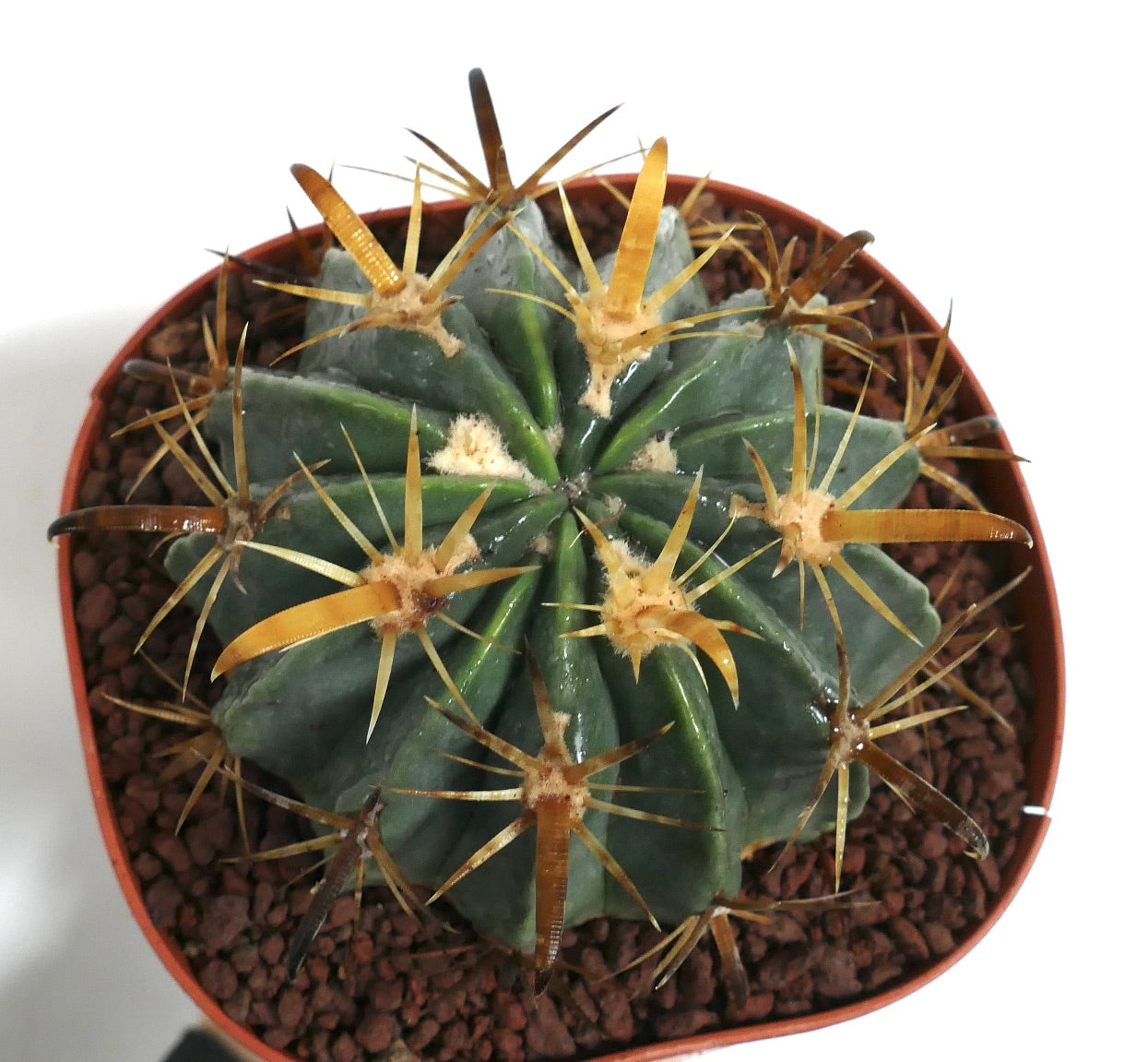 フェロカクタス・ラティスピヌス var. フラヴィスピヌス 多肉質サボテン 鮮やかな黄色と茶色のトゲ付き 鉢植え