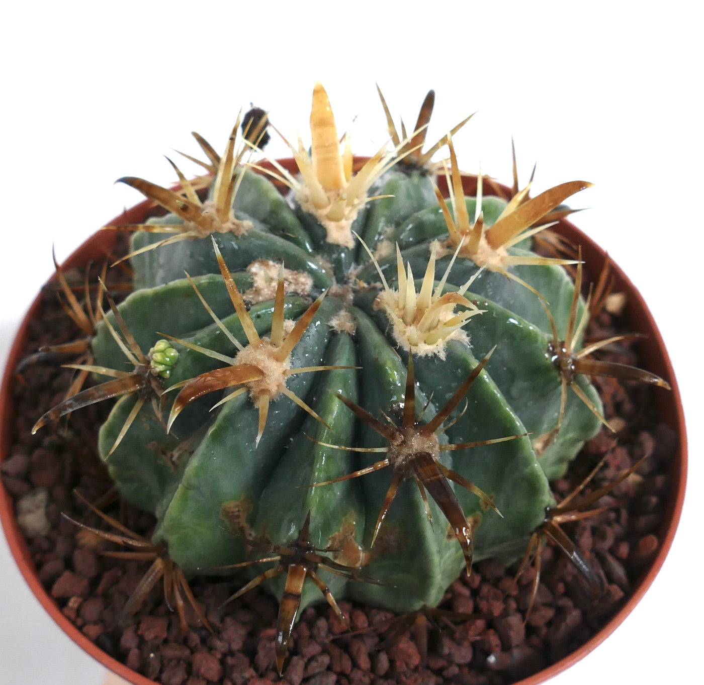 Ferocactus latispinus var. flavispinus sukkulent kaktus med tykke gule og brune torner i potte