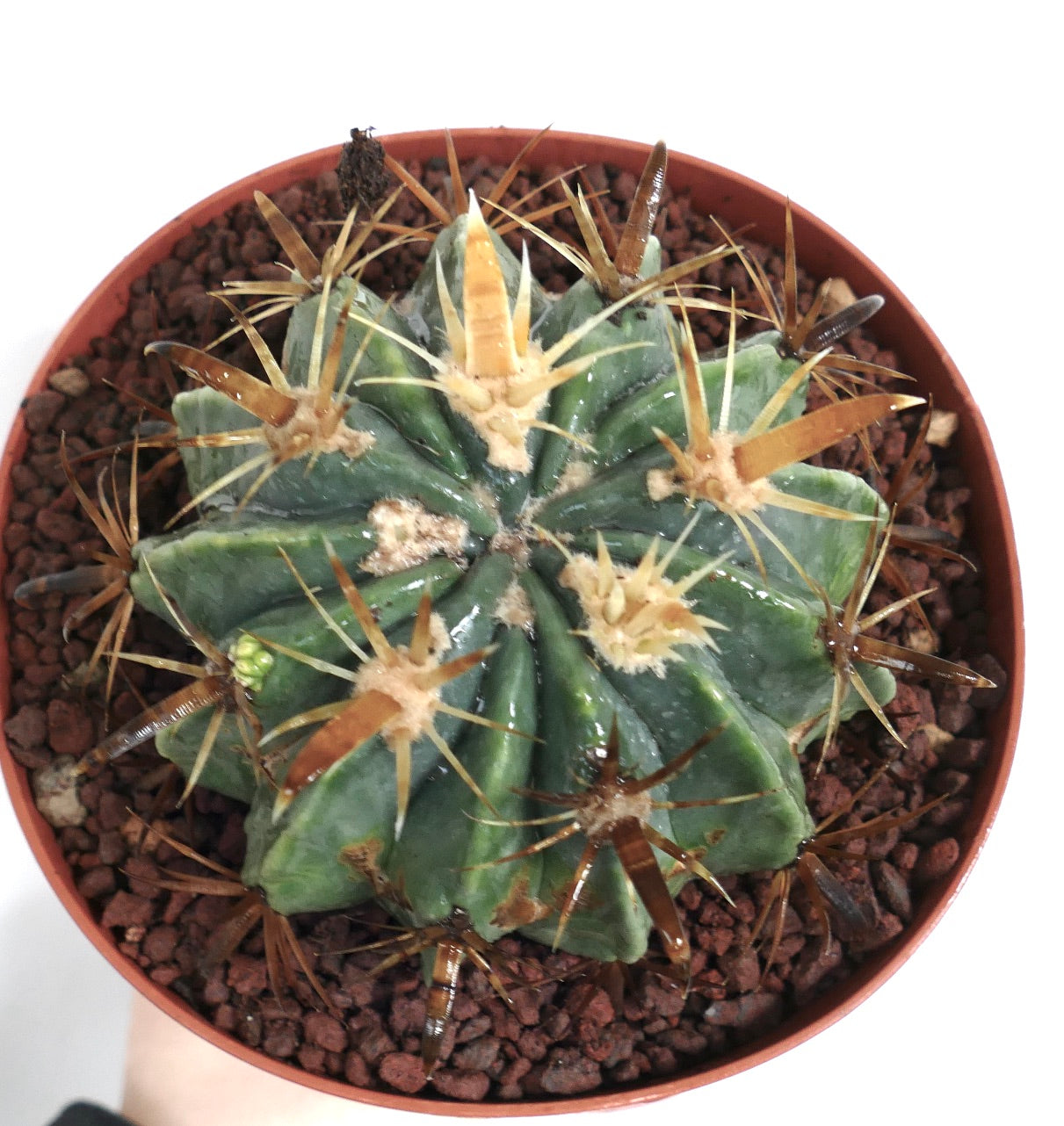 Ferocactus latispinus var. flavispinus sukkulent kaktus med tykke gule og brune torner i potte