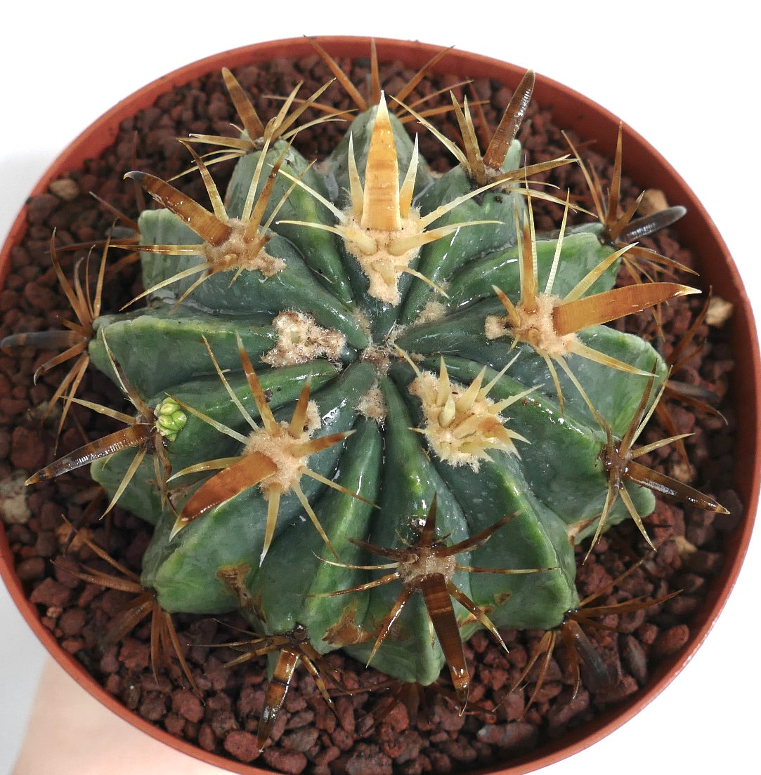 Ferocactus latispinus var. flavispinus sukkulent kaktus med tykke gulaktige torner i potte