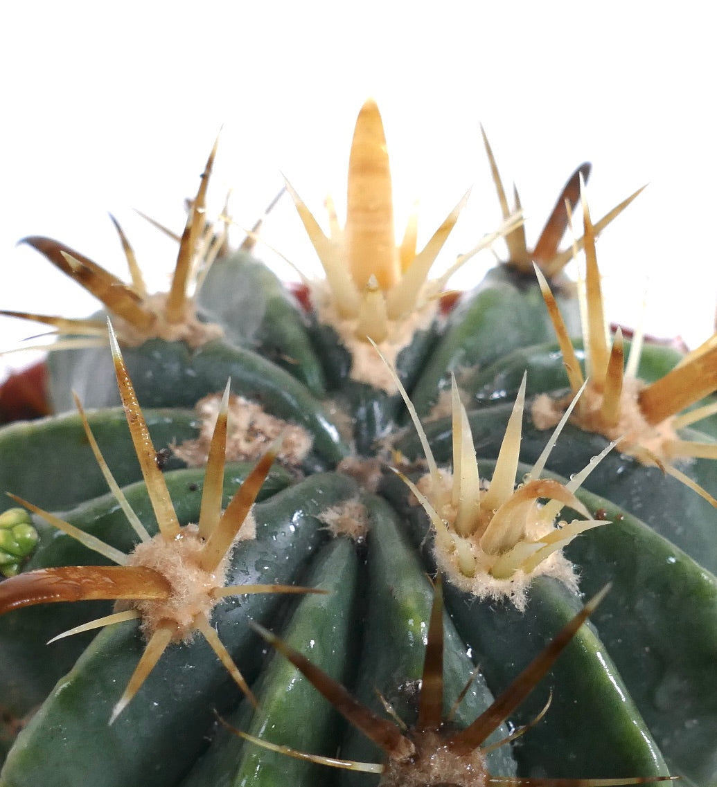 Ferocactus latispinus var. flavispinus sukkulent kaktus med tykke gulaktige pigger og ribbet grønn kropp