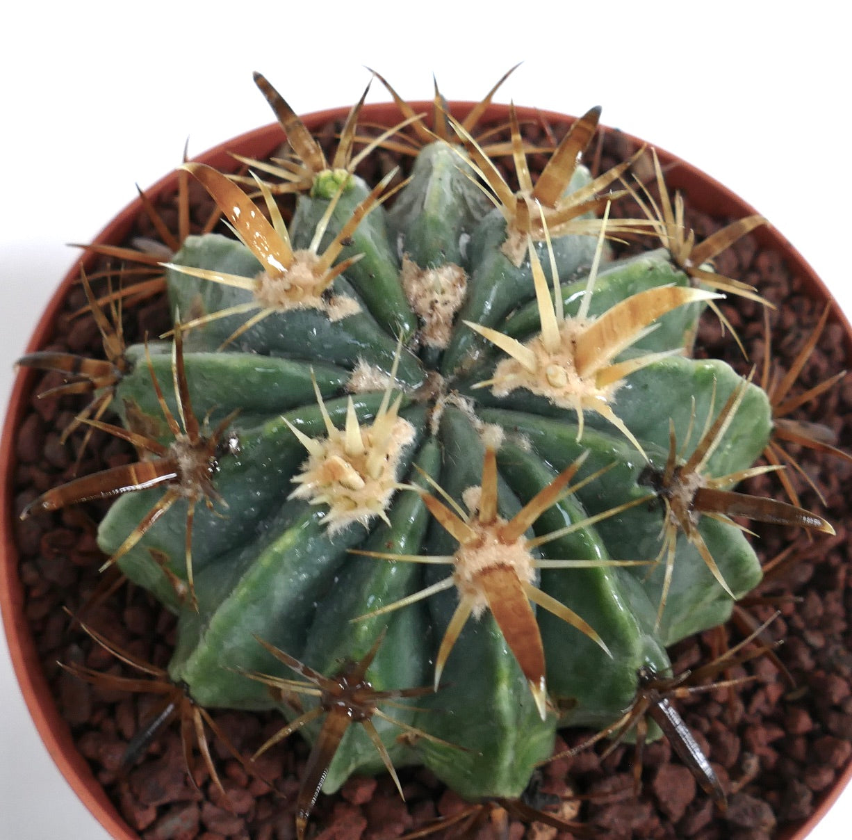 Ferocactus latispinus var. flavispinus sukkulent kaktus med tykke gyldne og brune pigger i potte