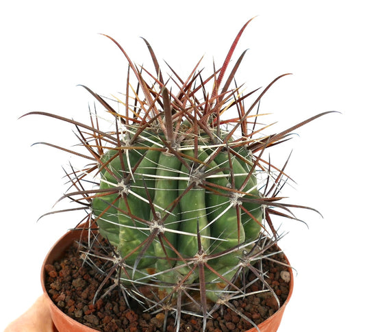 Ferocactus longispinus X Ferocactus townsendianus green cactus with long reddish spines and ribbed body in pot