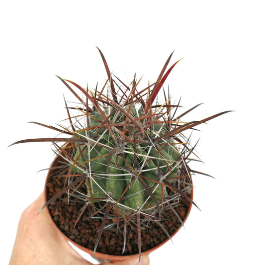 Ferocactus longispinus X Ferocactus townsendianus succulent cactus with long reddish and white spines in pot