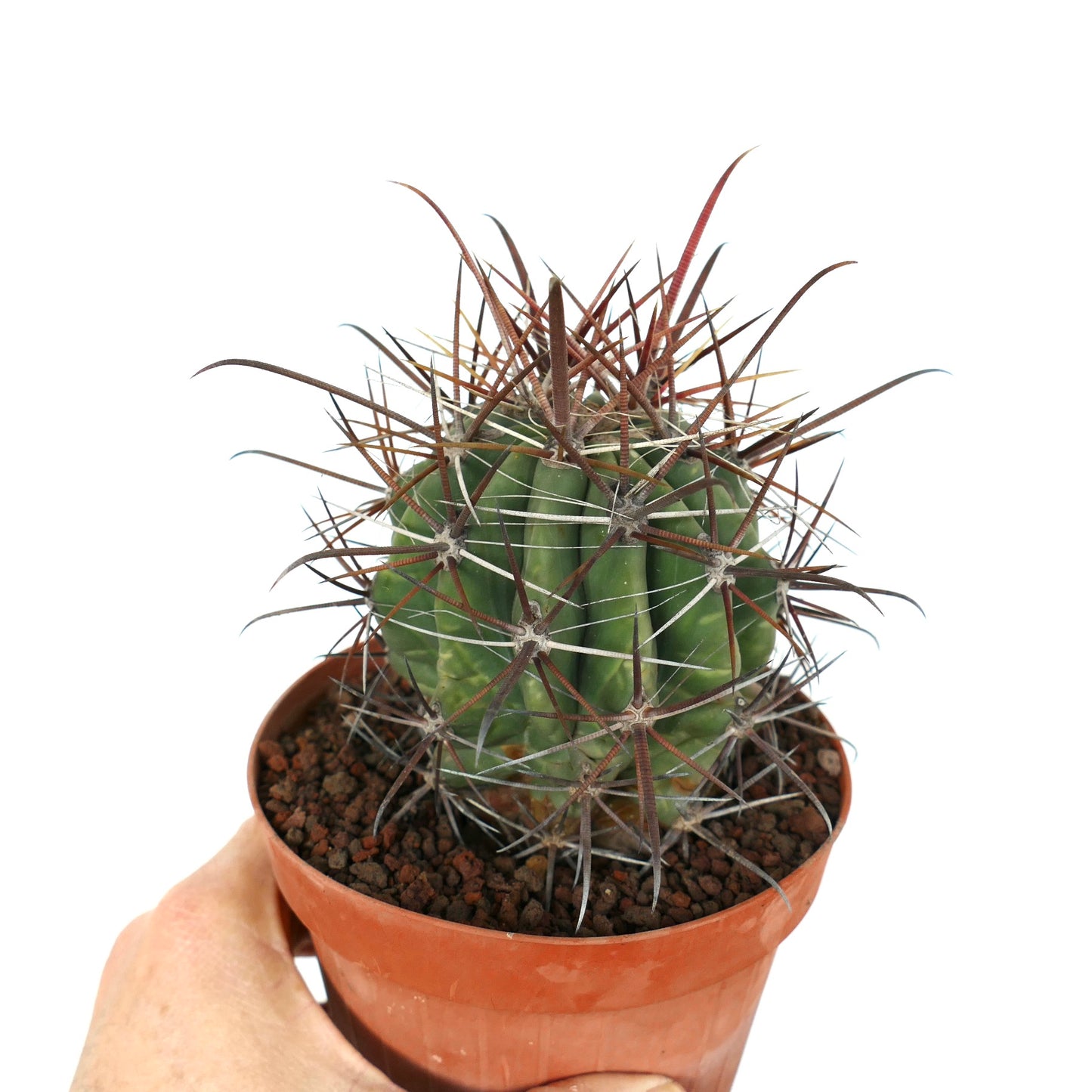 Ferocactus longispinus X Ferocactus townsendianus succulent cactus with long reddish spines in small pot