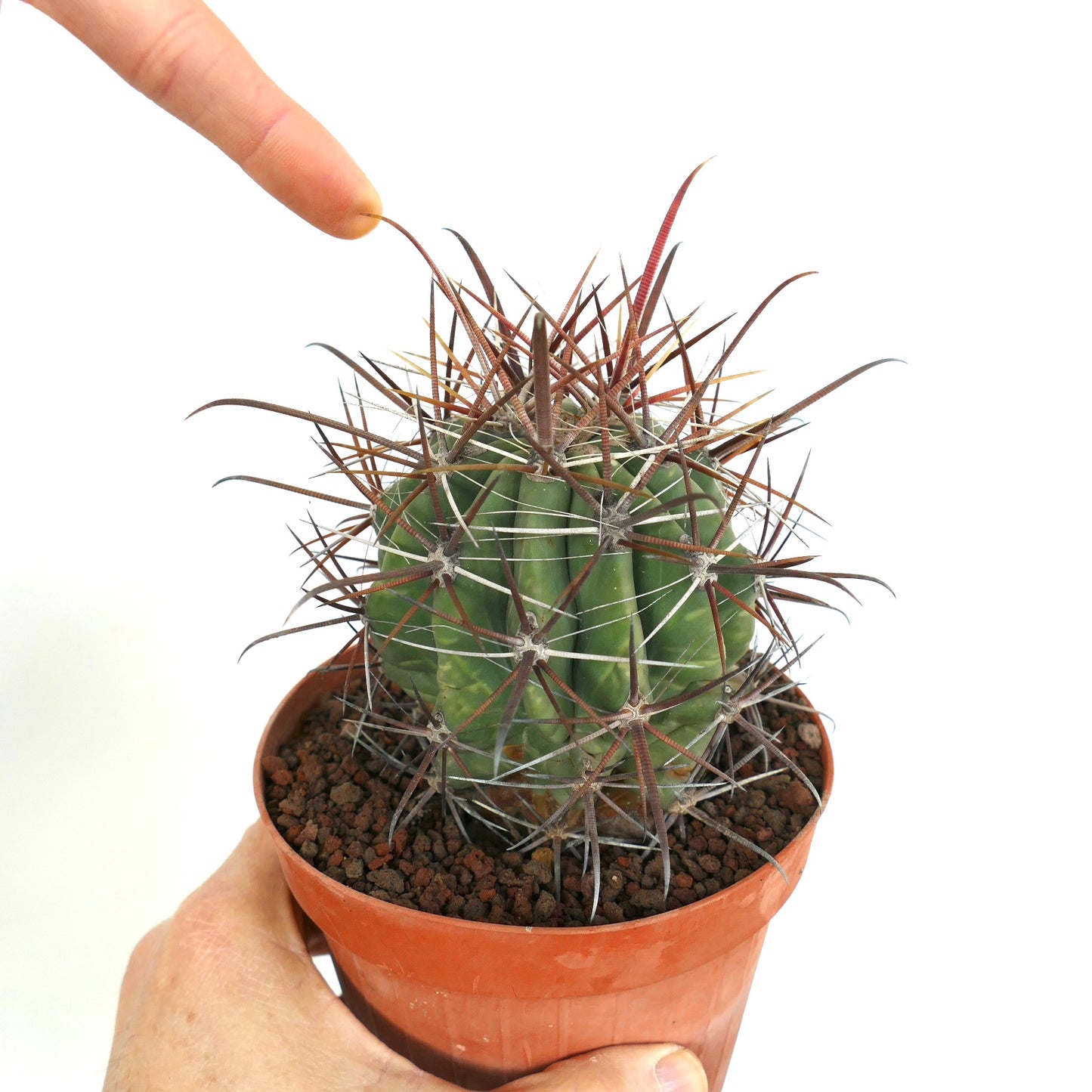 Ferocactus longispinus X Ferocactus townsendianus small green cactus with long reddish spines in terracotta pot