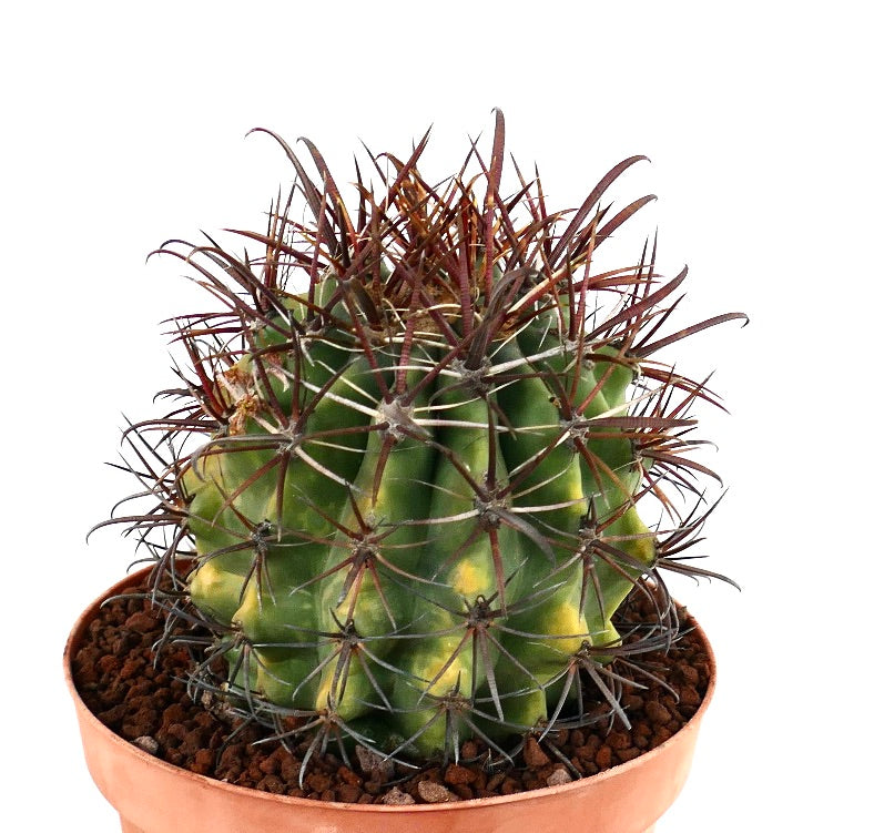 เฟโรแคคตัส เพนนินซิวลาอี ซับสเปซิเอส กราเซลิส แคคตัสอวบน้ำมีหนามสีแดงเด่นและซี่โครงสีเขียว-เหลืองสลับกัน