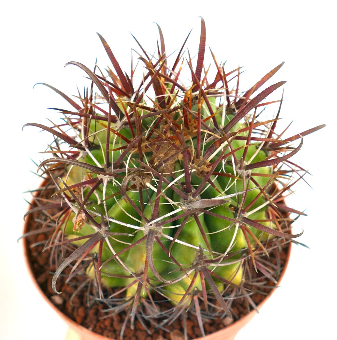 เฟโรคาคตัส เพนนินซิวแล กราเซลิส กระบองเพชรเนื้อหนาที่มีหนามยาวโค้งสีน้ำตาลแดงและลำต้นสีเขียว