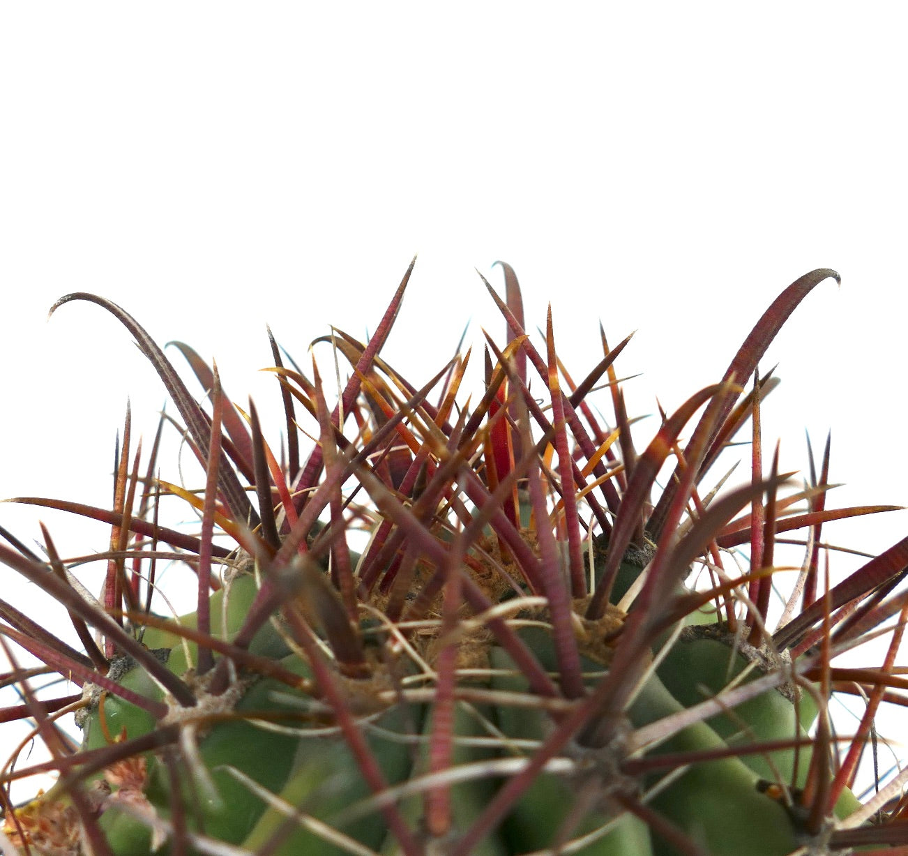 เฟโรแคคตัส เพนนินซูลารี สับสปีชีส์ แกราซิลิส แคคตัส มีหนามยาวโค้งสีแดงอมม่วง และลำต้นสีเขียวมีร่อง