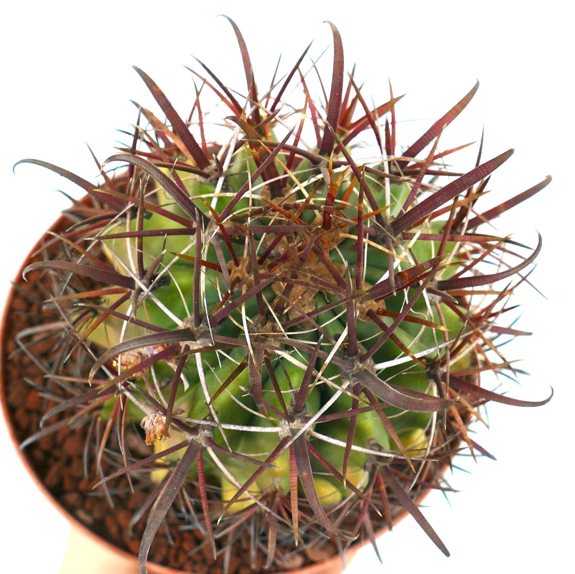 เฟโรแคคตัส เพนนินซูลาอี ซับสเปซิเอส เกรซิลิส ต้นกระบองเพชรอวบน้ำมีหนามโค้งยาวสีแดงเข้มและลำต้นสีเขียว