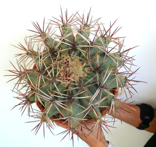 Ferocactus penninsulae X santamaria rare succulent cactus with long reddish sharp spines in pot