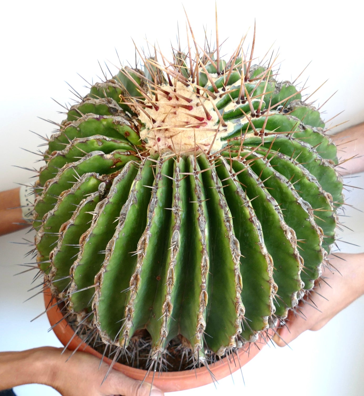 Ferocactus ingens GIANT large spiny succulent cactus with thick ribs and sharp spines
