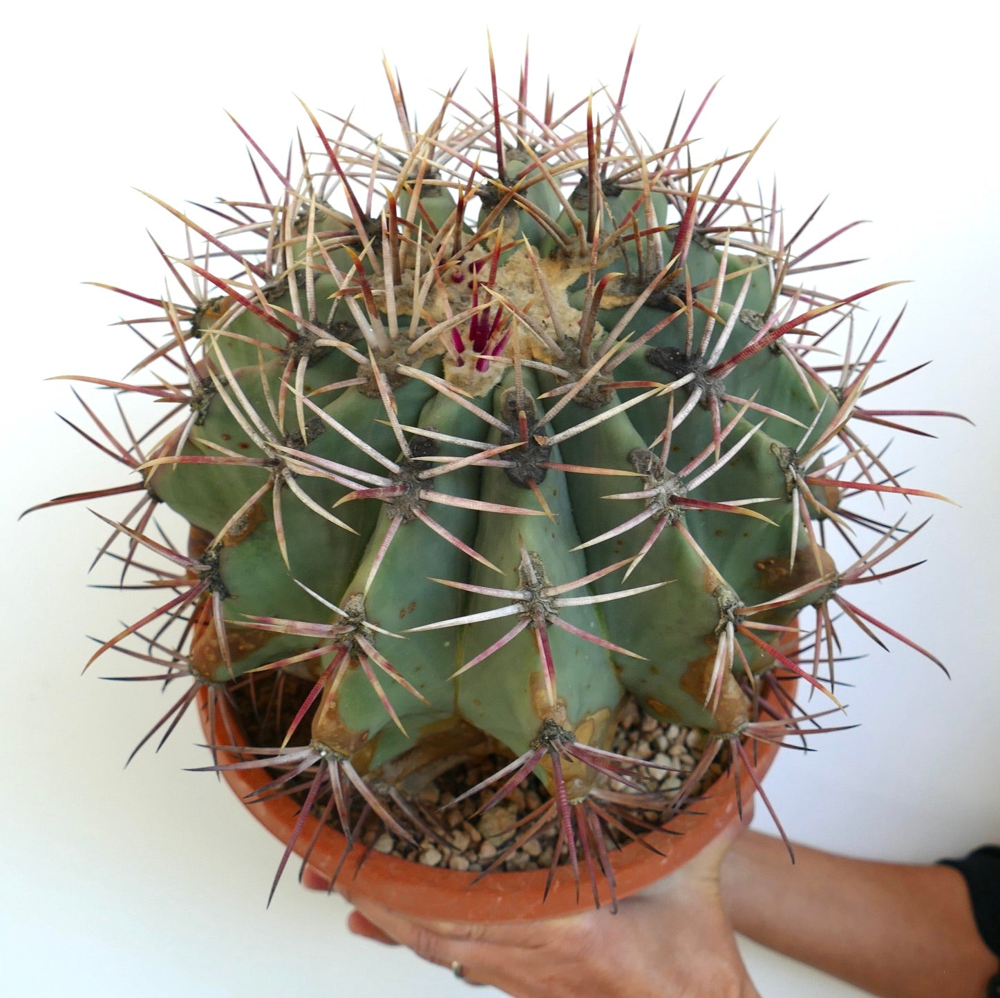 Ferocactus penninsulae X santamaria rare cactus with long reddish spines and green body in pot