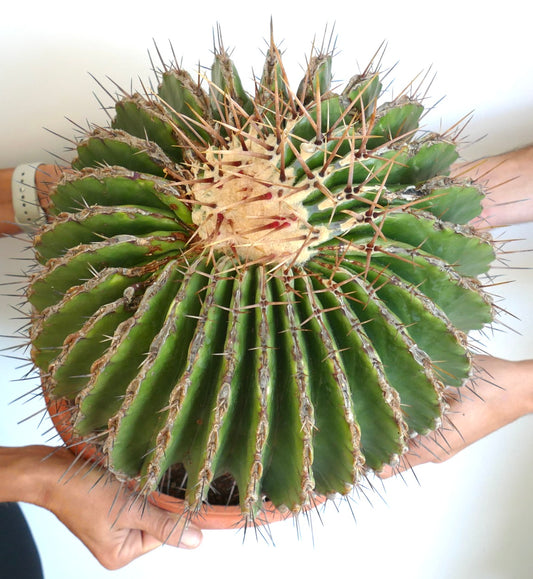 Ferocactus ingens GIANT large spiny succulent cactus with thick green ribs and sharp brown spines