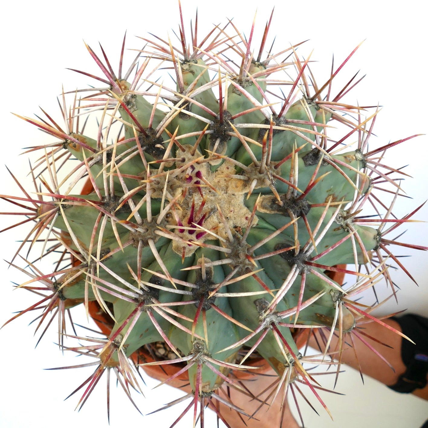 Ferocactus penninsulae X santamaria rare cactus with large reddish spines and green succulent body