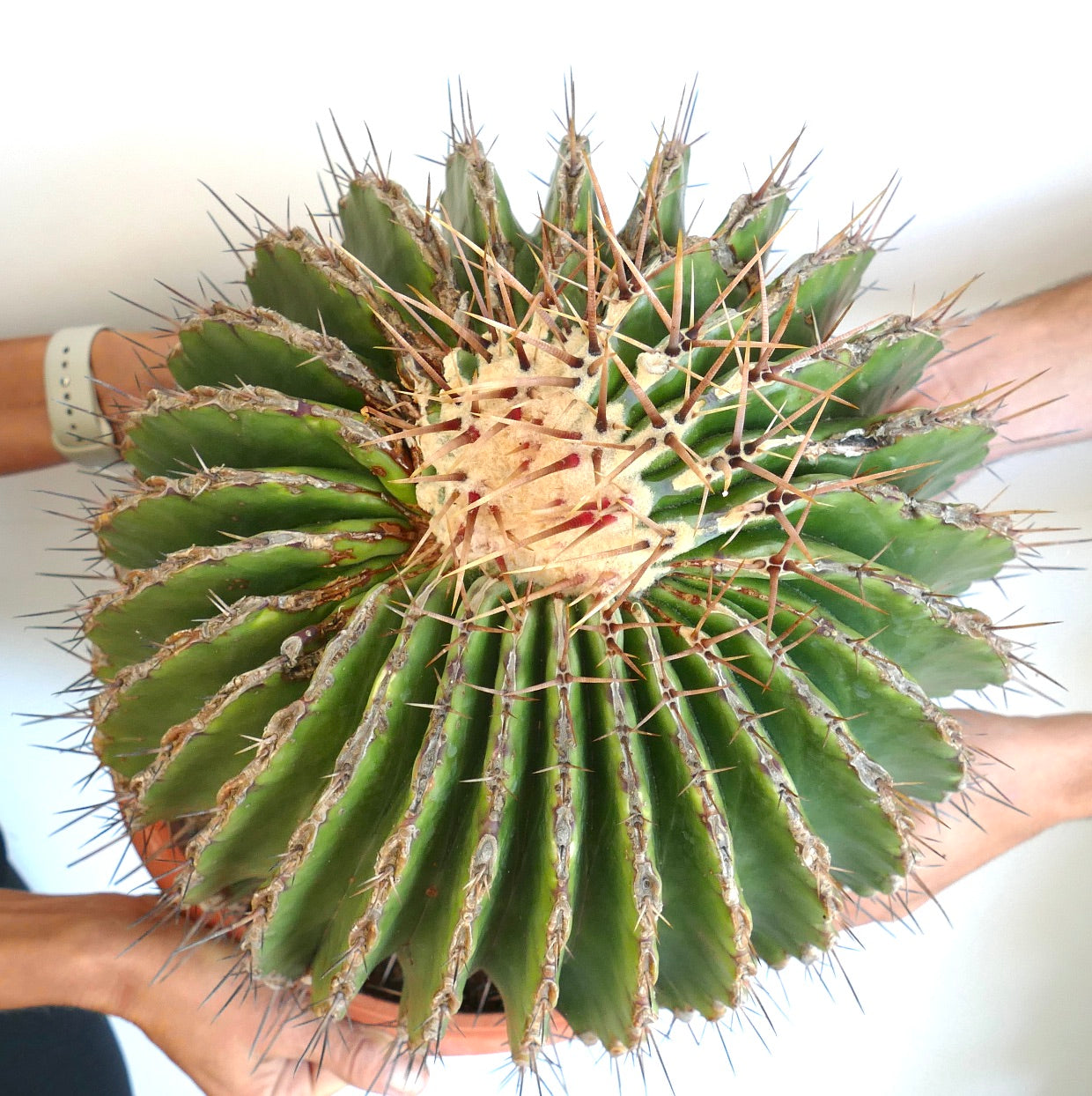 Ferocactus ingens GIANT large spiny succulent cactus with ribbed green body