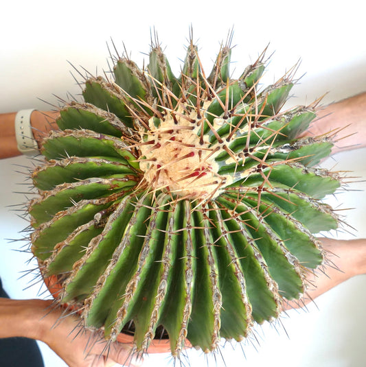 Ferocactus ingens GIANT large spiny succulent cactus with ribbed green body