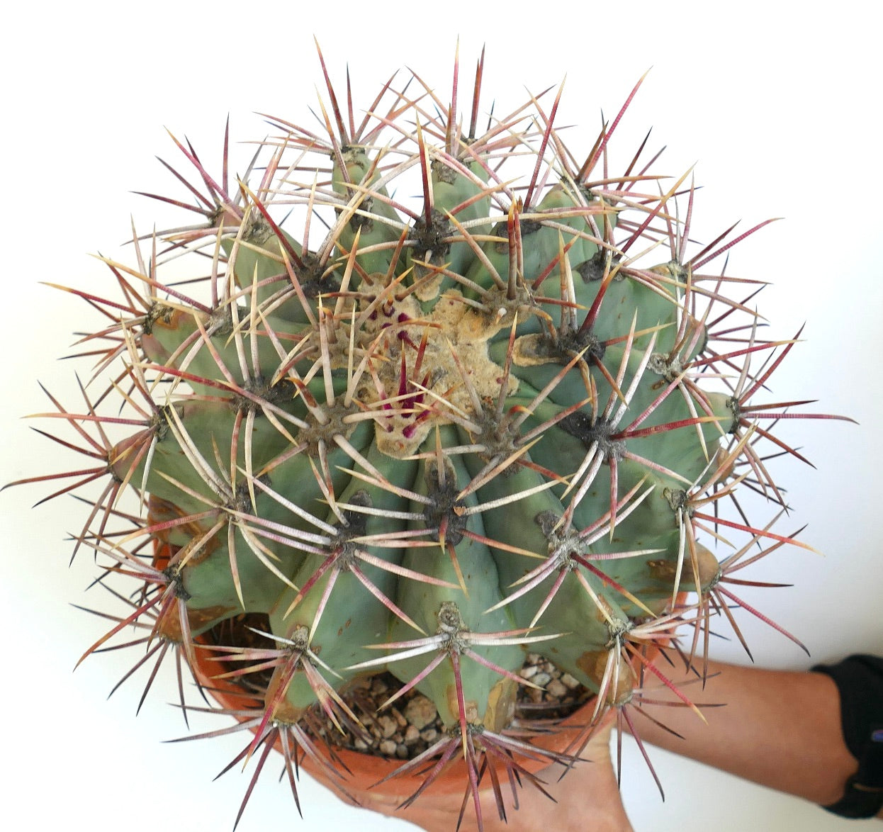Ferocactus penninsulae X santamaria rare succulent cactus with long reddish spines and green body