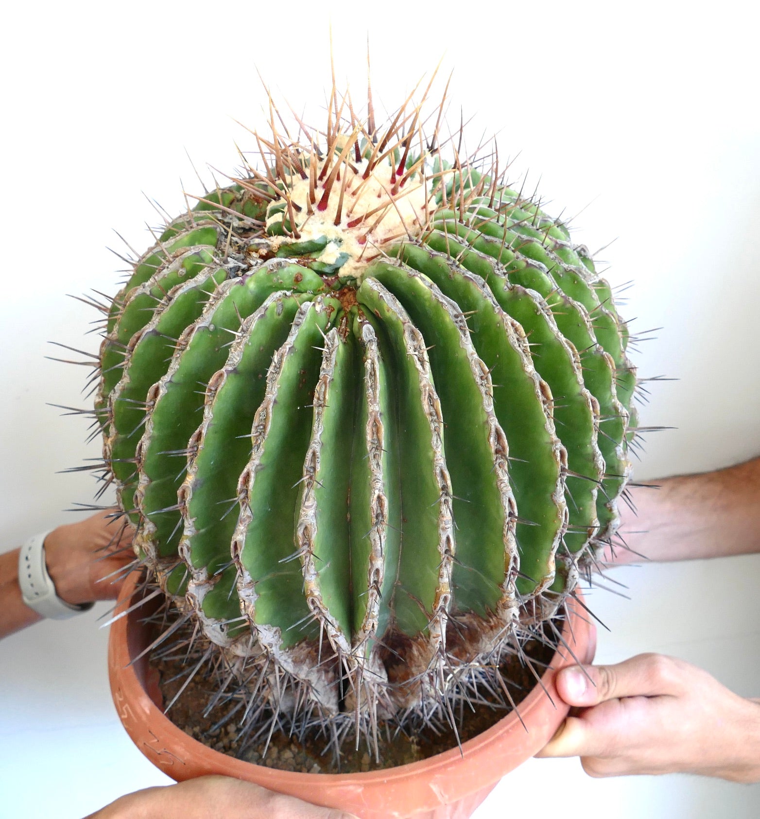 Ferocactus ingens GIANT large spiny succulent cactus with ribbed green body in pot