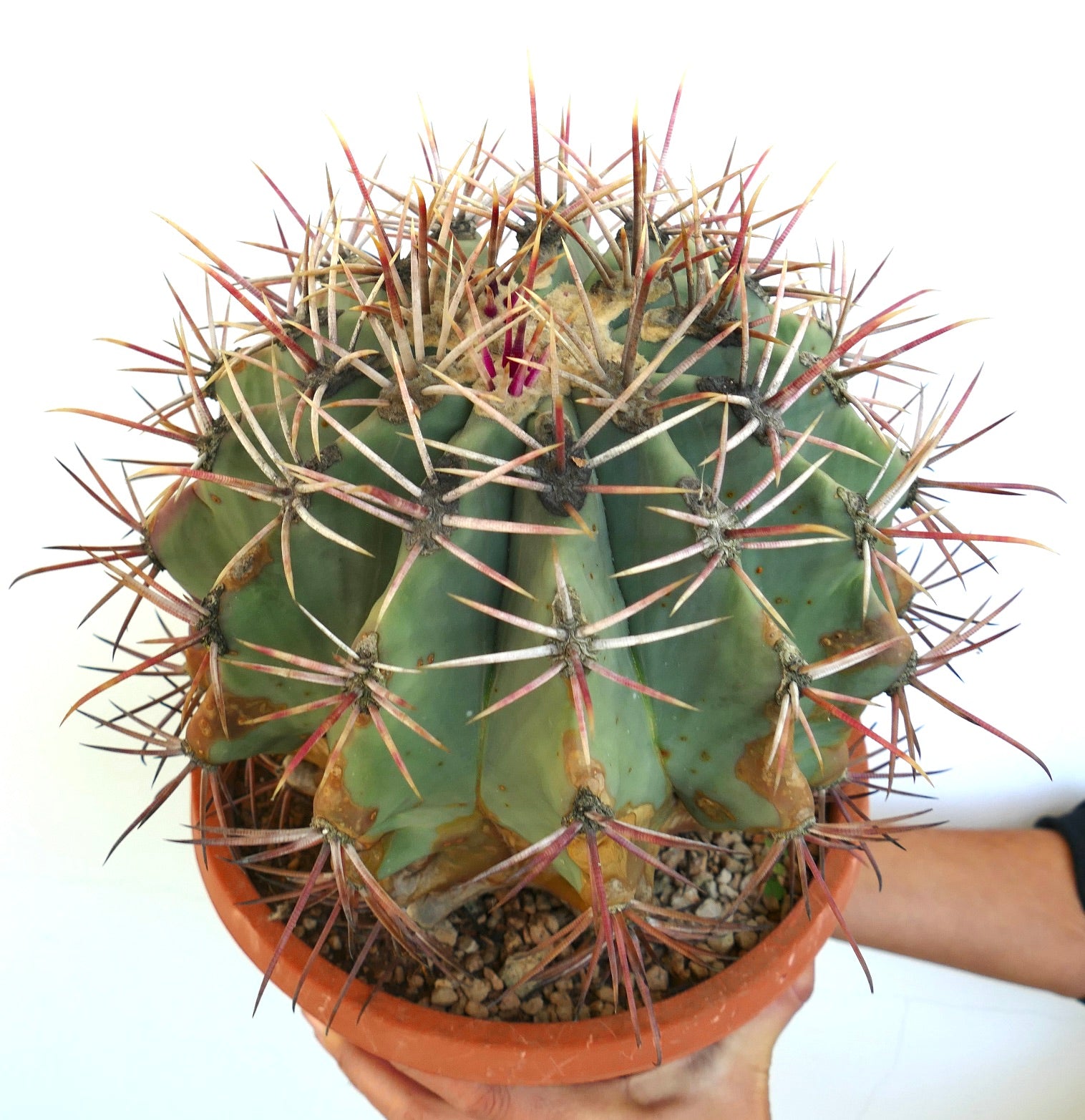Ferocactus penninsulae X santamaria rare succulent cactus with long reddish spines and green body