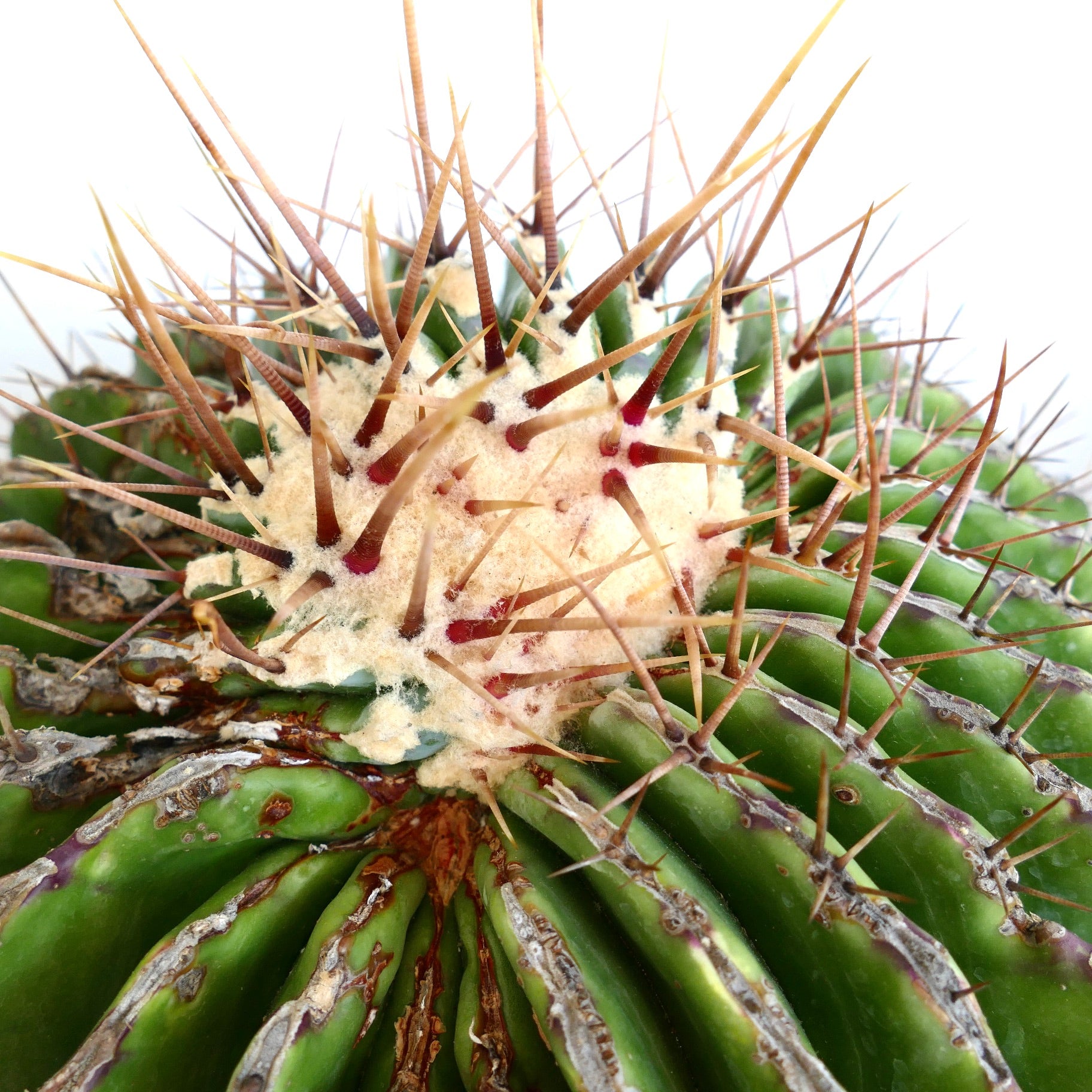 Ferocactus ingens GIANT large spiny succulent cactus with thick green ribs and sharp spines