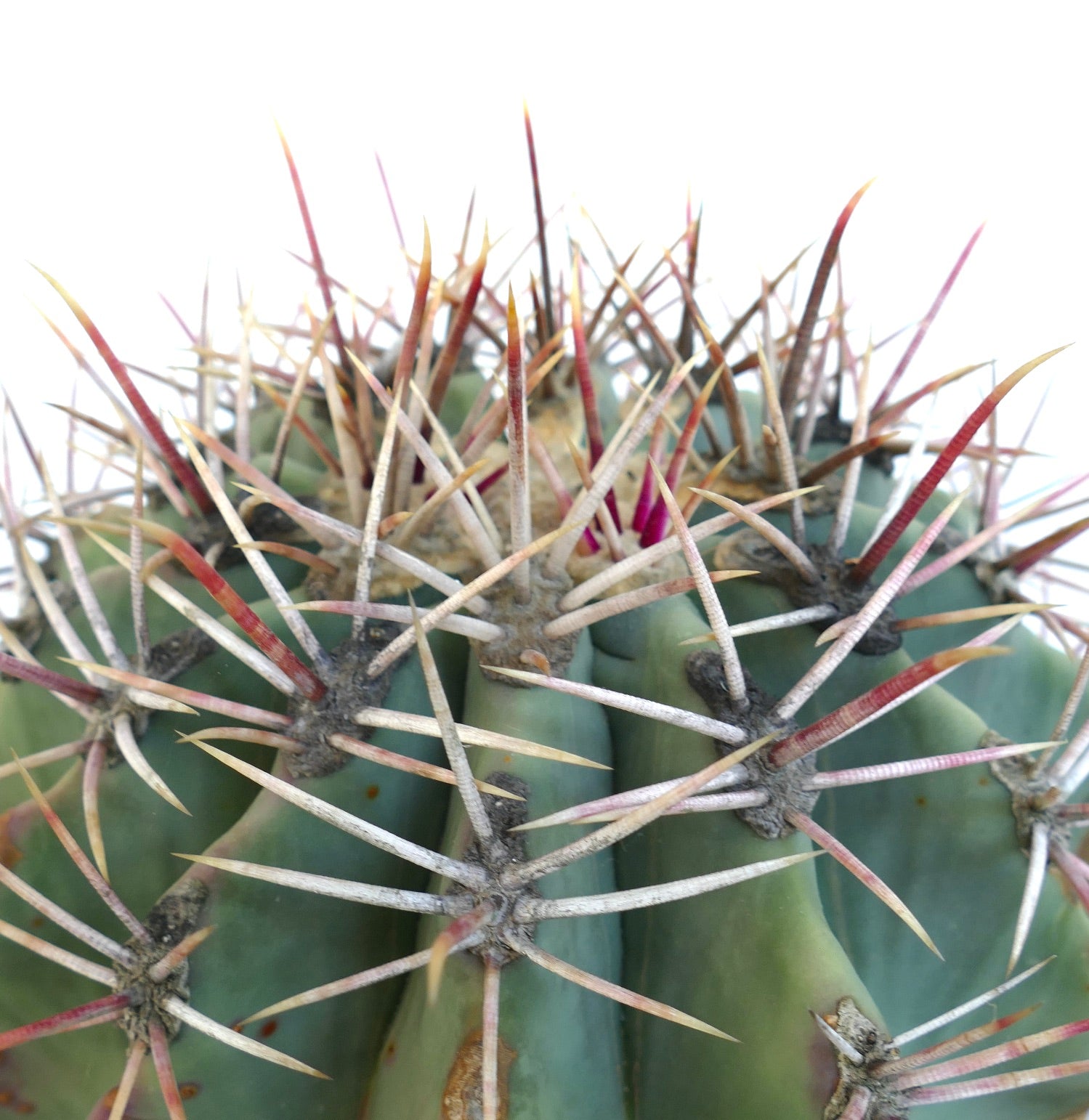 Ferocactus penninsulae X santamaria rare succulent cactus with long red and white spines