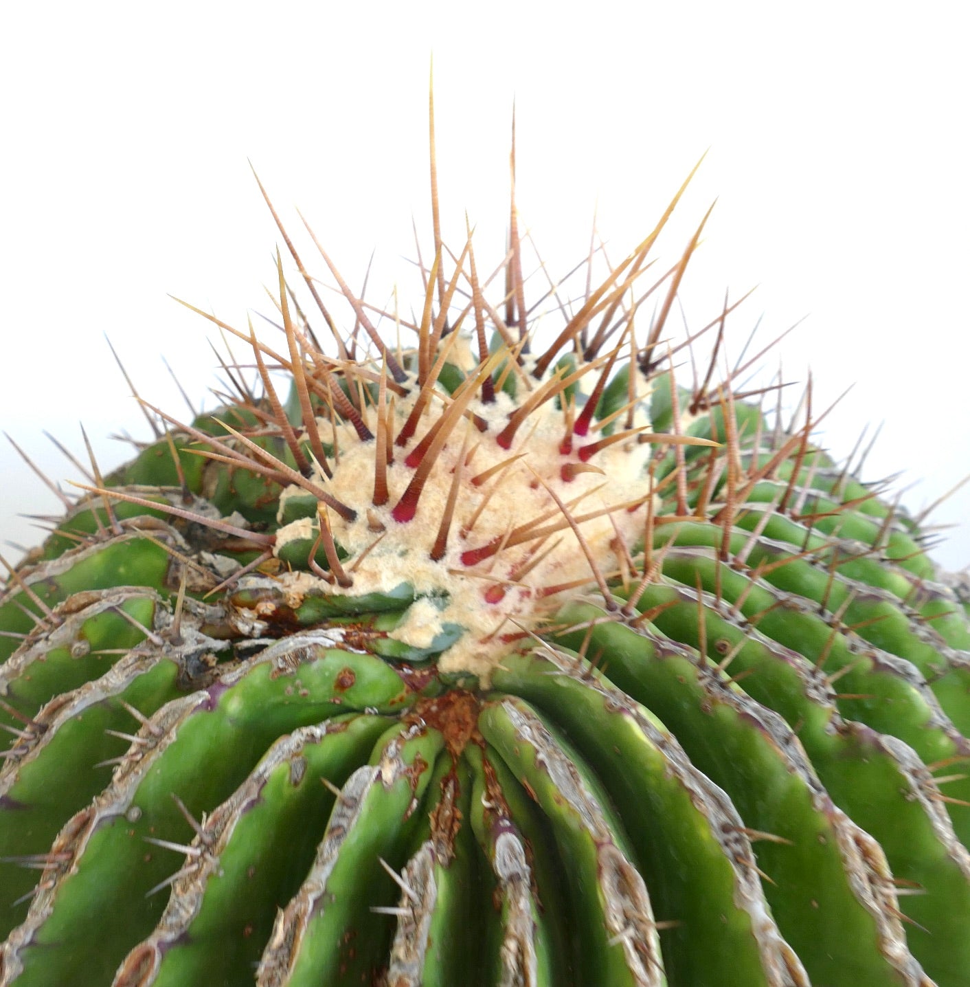 Ferocactus ingens GIANT large succulent cactus with prominent sharp spines and ribbed body
