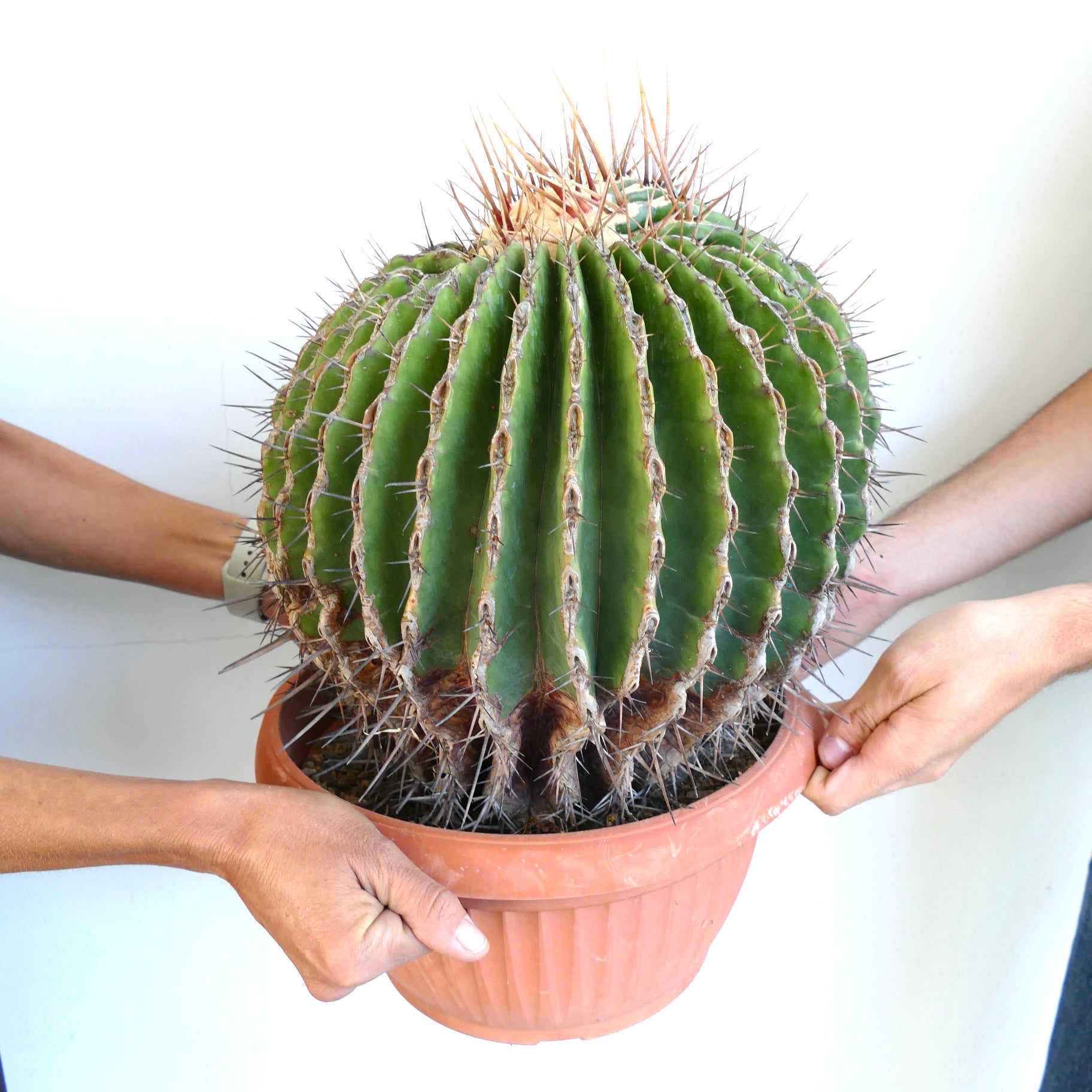 Ferocactus ingens GIANT large spiny succulent cactus with thick green ribs in pot
