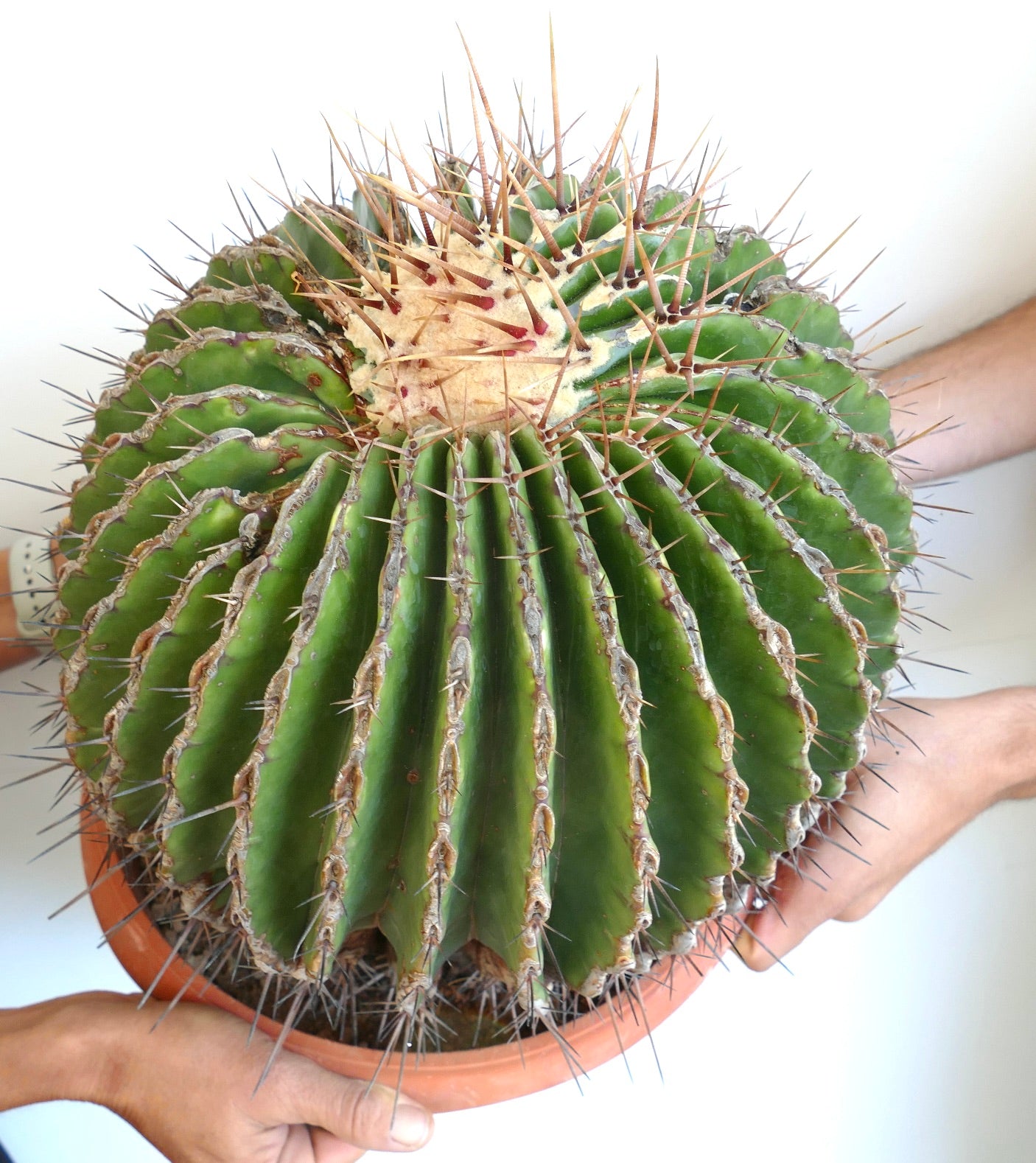 Ferocactus ingens GIANT large spiny cactus succulent with thick green ribs in pot