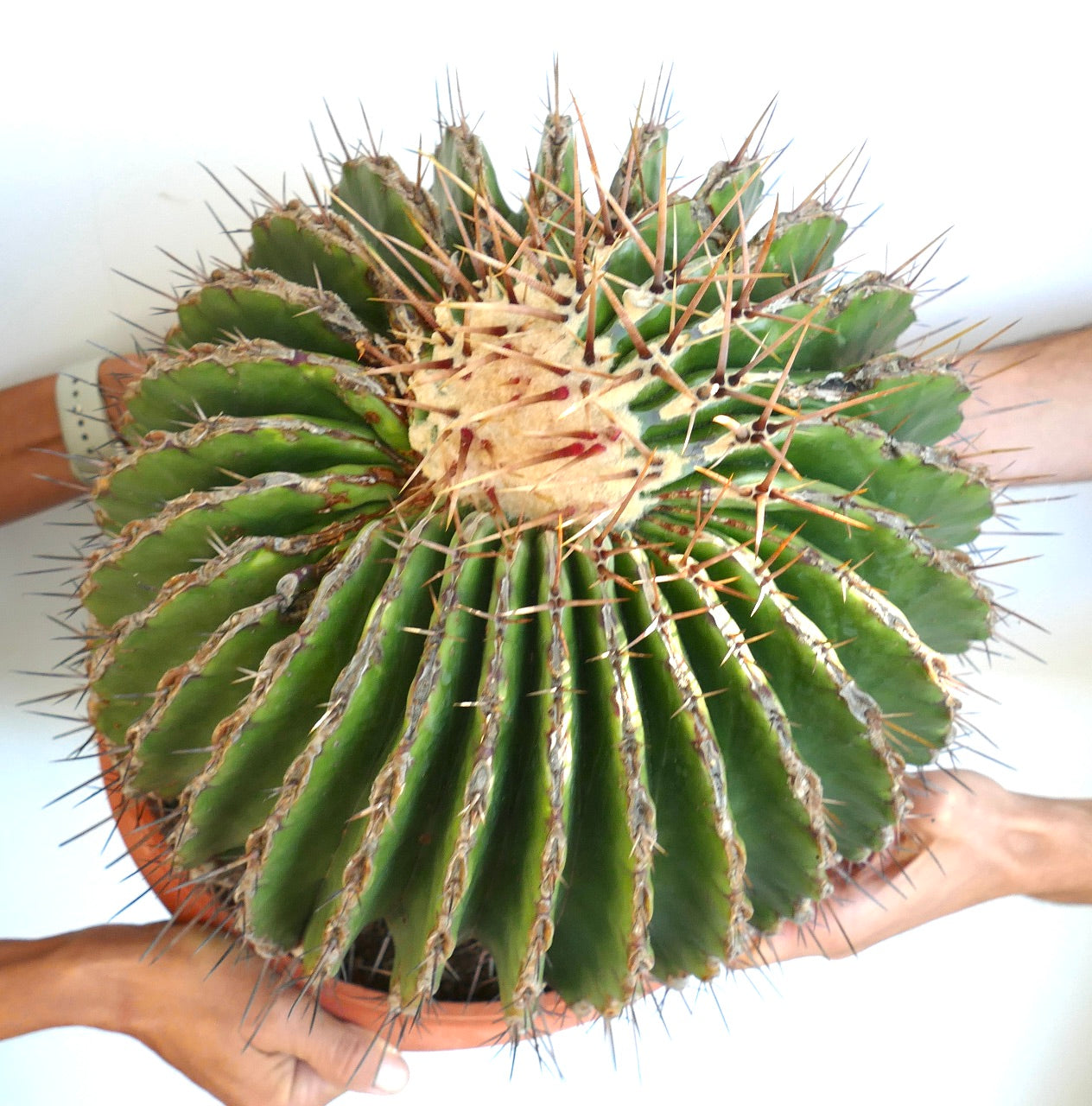 Ferocactus ingens GIANT large spiny succulent cactus with ribbed green body