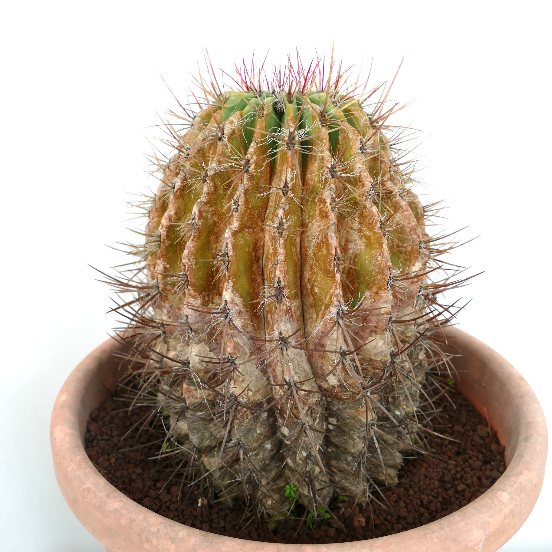 Ferocactus pilosus succulent cactus with prominent brown spines and ribbed textured body in pot