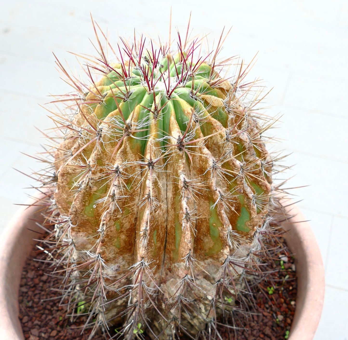 Ferocactus pilosus cactus with aged ribbed body and long reddish spines in terracotta pot