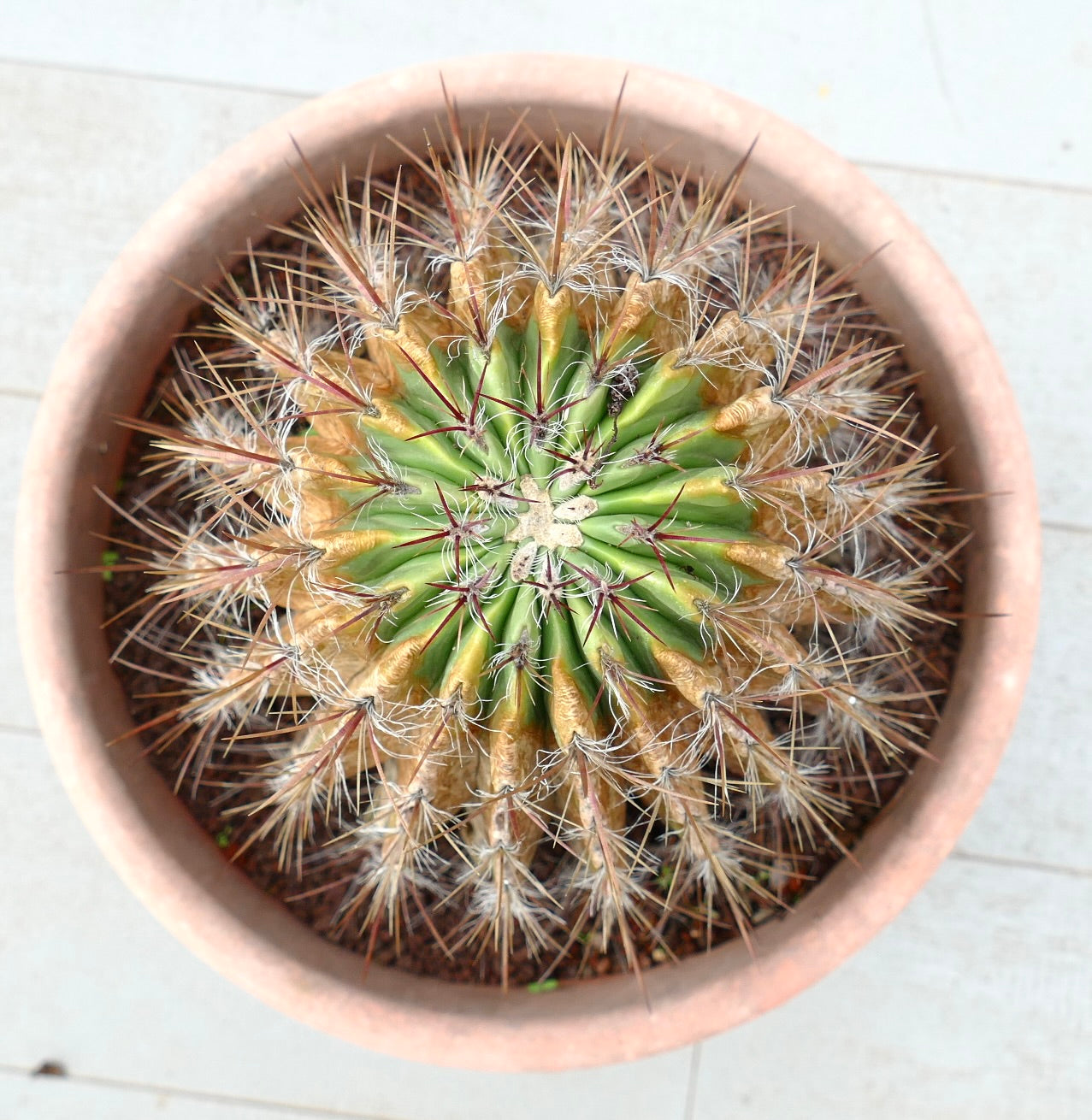 Ferocactus pilosus succulent cactus with radial spines and green-yellow ribbed body in pot
