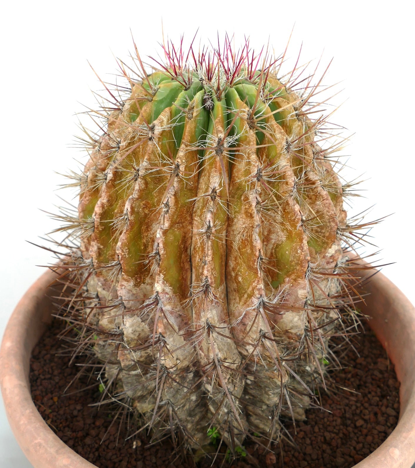 Ferocactus pilosus succulent cactus with aged ribbed body and long reddish spines in pot