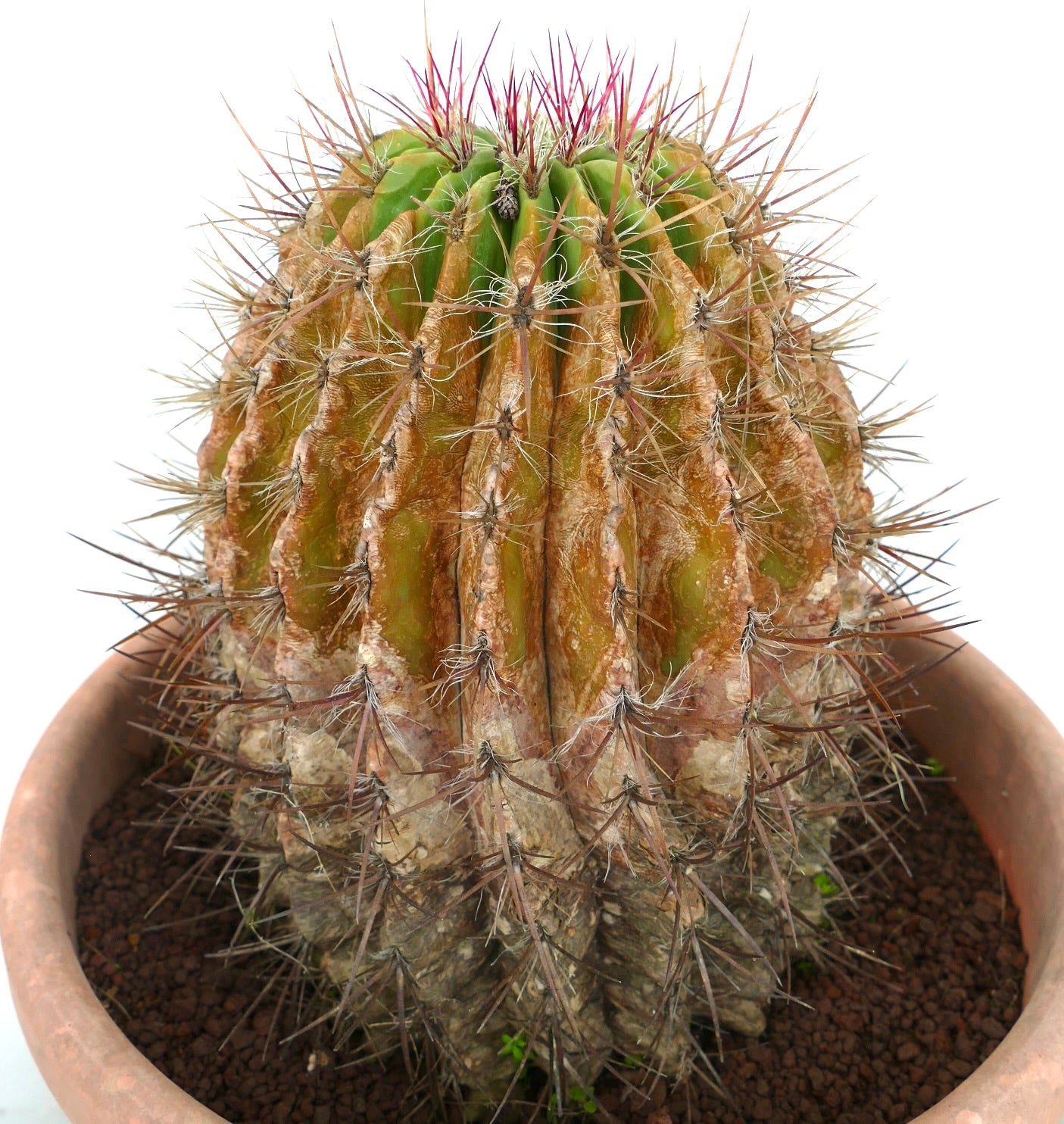Ferocactus pilosus succulent cactus with prominent reddish spines and ribbed aged body in pot