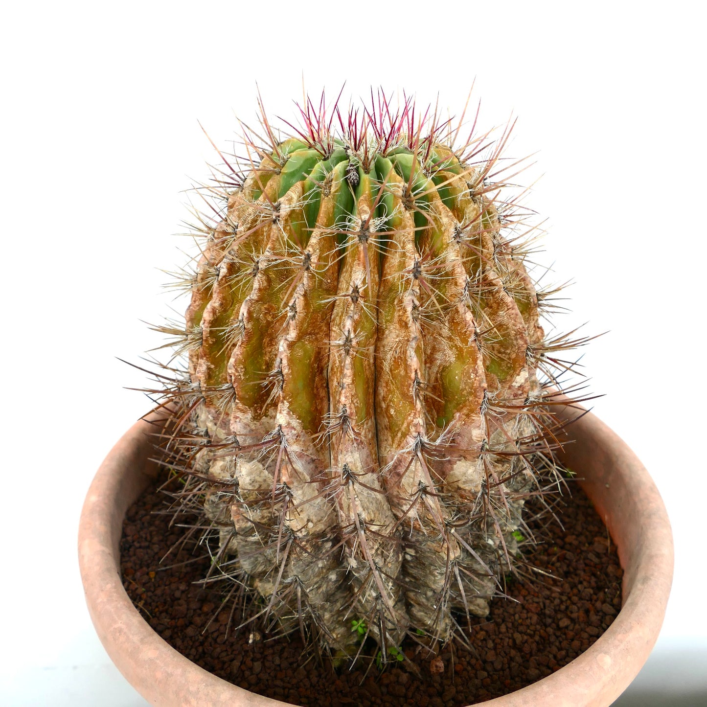 Ferocactus pilosus succulent cactus with aged ribbed body and long reddish spines in pot
