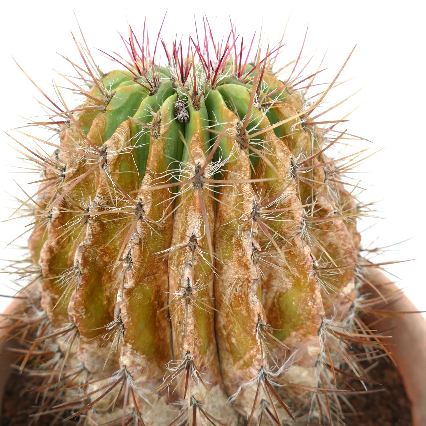 Ferocactus pilosus succulent cactus with aged ribbed body and long reddish spines