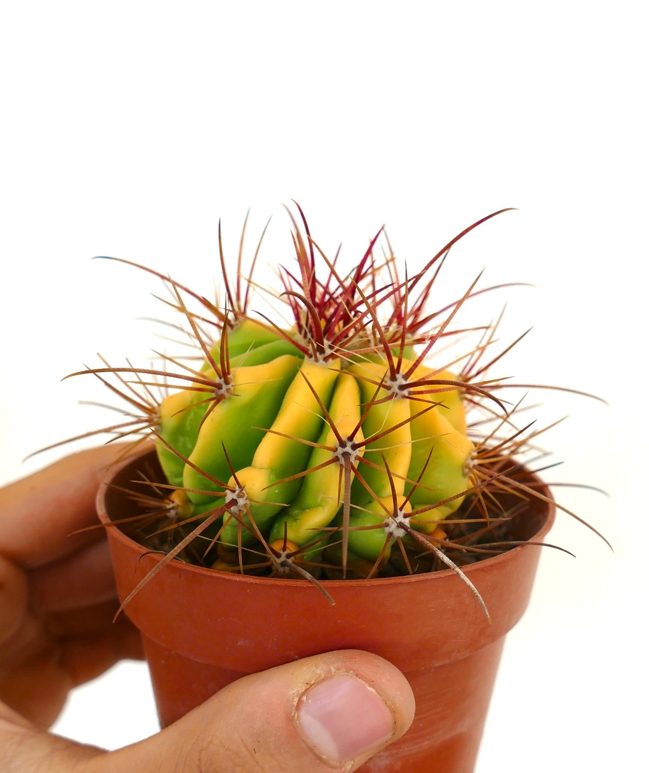 Ferocactus stainesii var. pilosus VARIEGATED