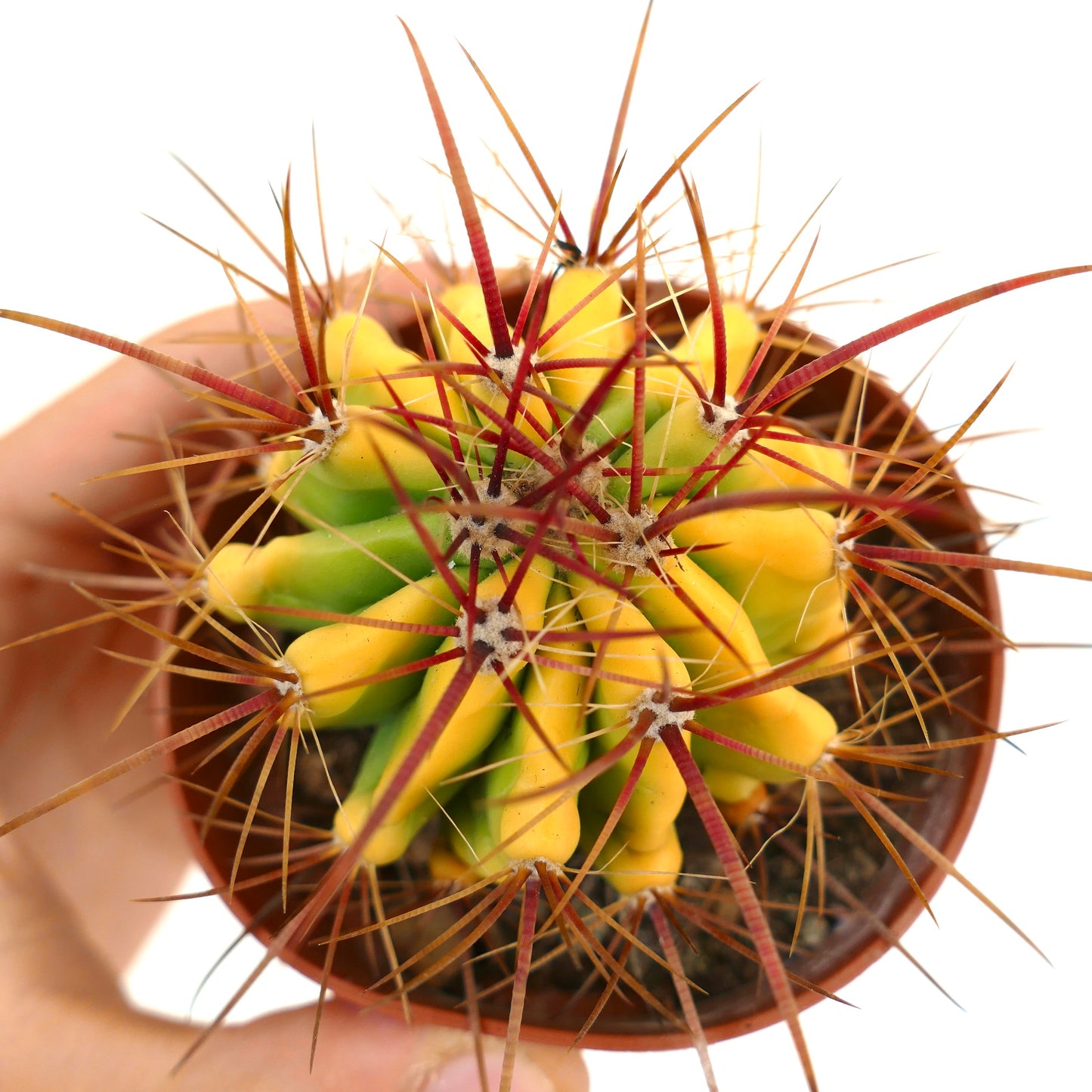 Ferocactus stainesii var. pilosus VARIEGATED