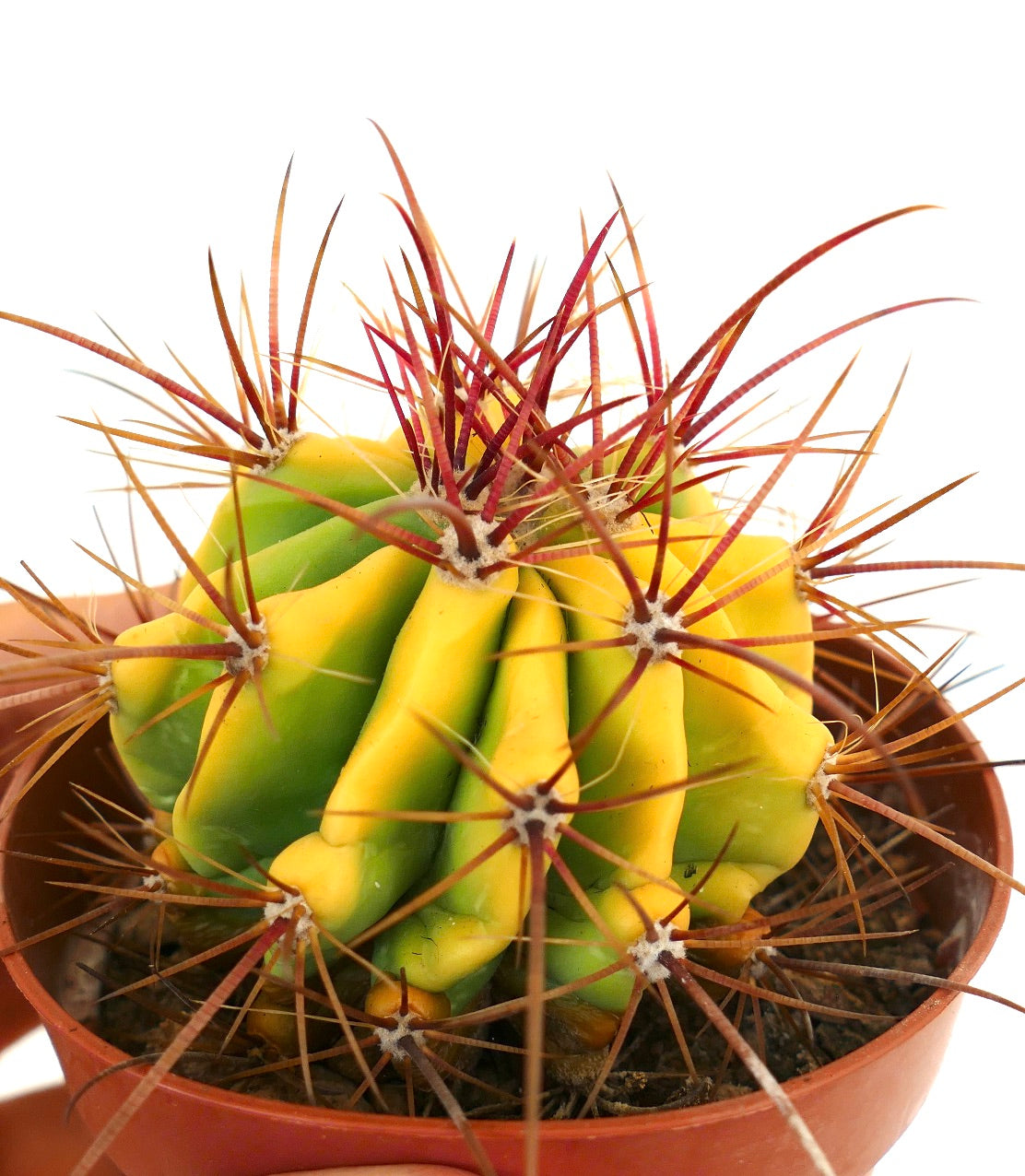 Ferocactus stainesii var. pilosus VARIEGATED