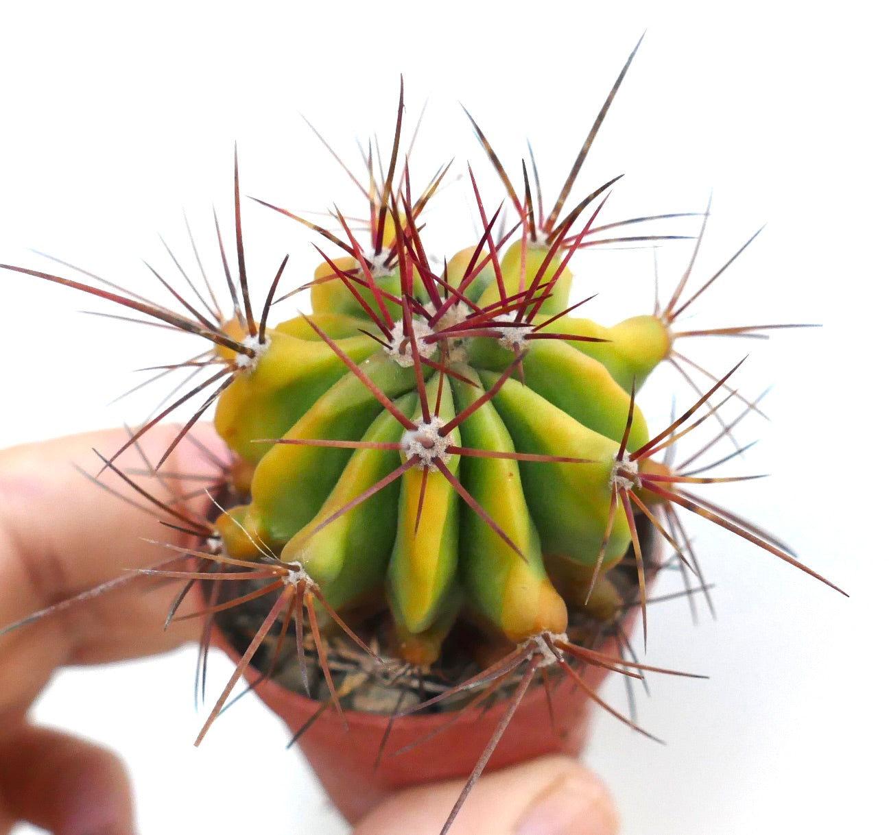 Nahaufnahme von Ferocactus pilosus, gelb marmoriert mit gelb-grün geripptem Körper und langen, rötlichen Dornen, die von den Areolen ausgehen.