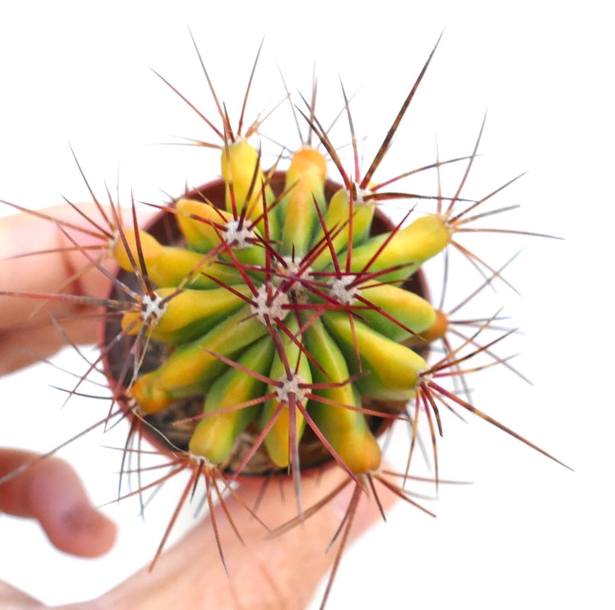 Draufsicht auf Ferocactus pilosus gelb-variegata, die symmetrische Rippen mit abwechselnden gelben und grünen Tönen sowie dichte rote Stacheln zeigt.