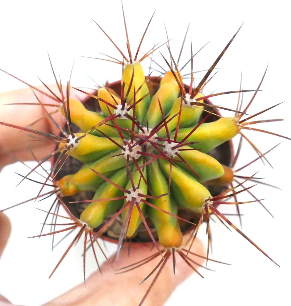 Draufsicht auf Ferocactus pilosus gelb variiert, die ihre leuchtend gelben-grünen Rippen und Büschel langer, gerader, rötlich-lila Stacheln hervorhebt.