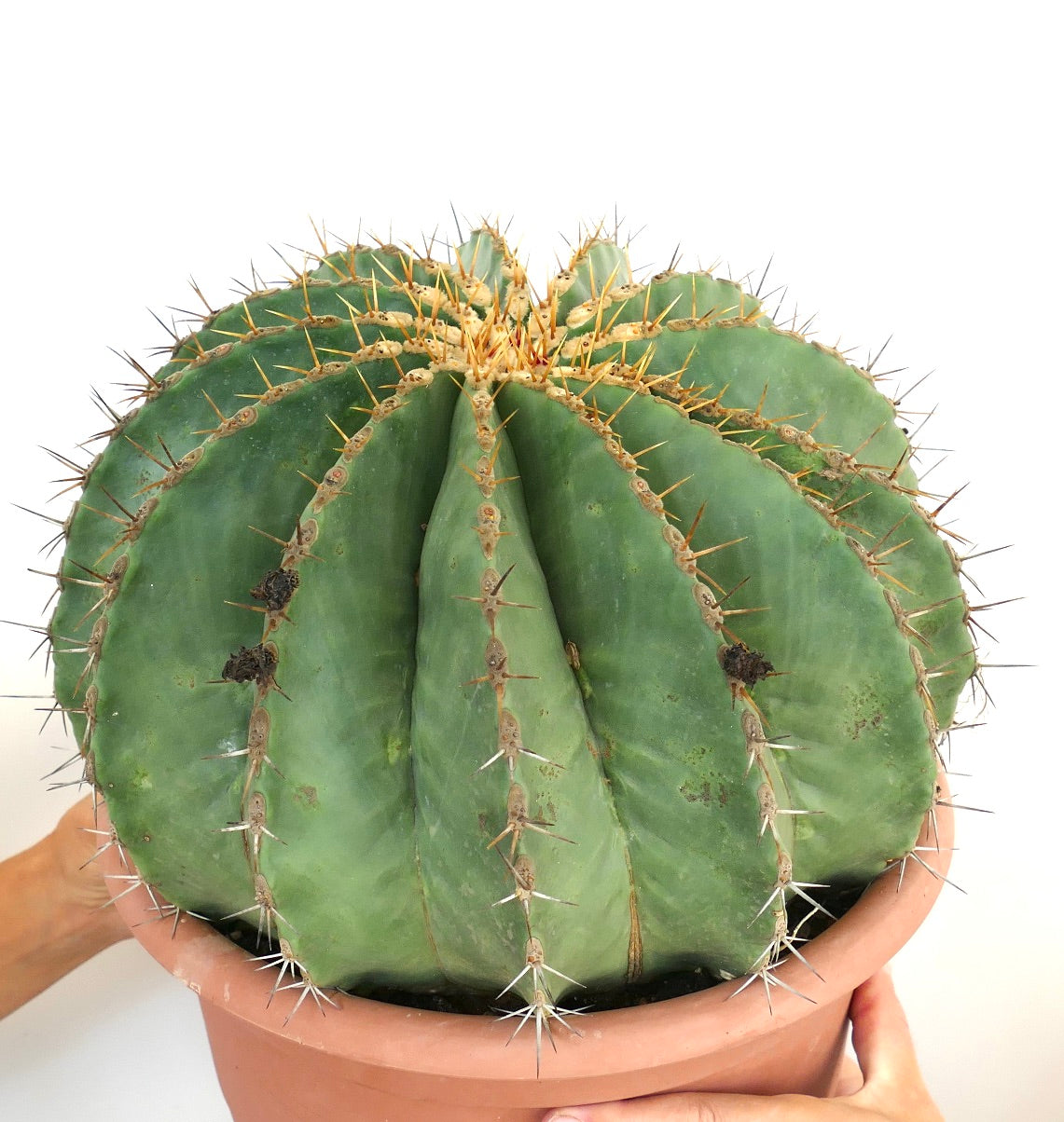 Ferocactus pottsii GIANT SPECIMEN