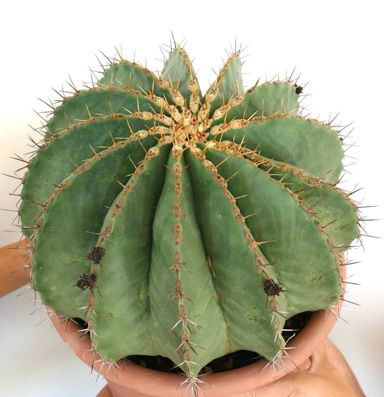 Ferocactus pottsii GIANT SPECIMEN