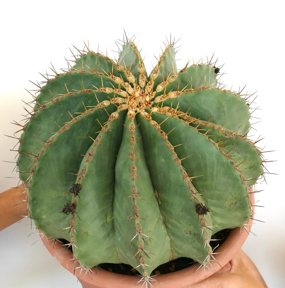 Ferocactus pottsii GIANT SPECIMEN