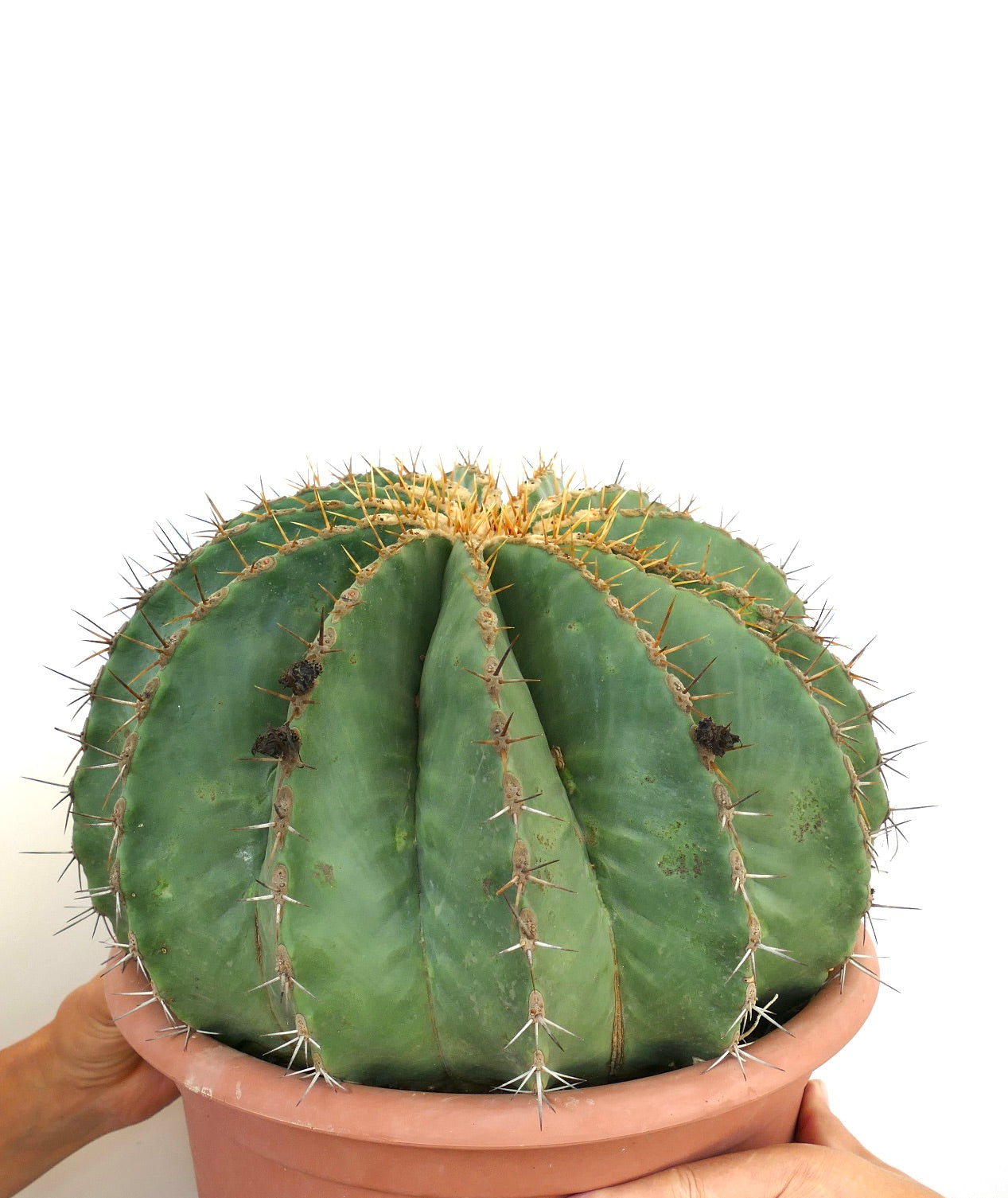 Ferocactus pottsii GIANT SPECIMEN