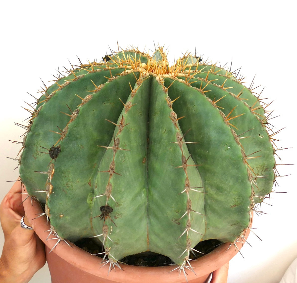 Ferocactus pottsii GIANT SPECIMEN